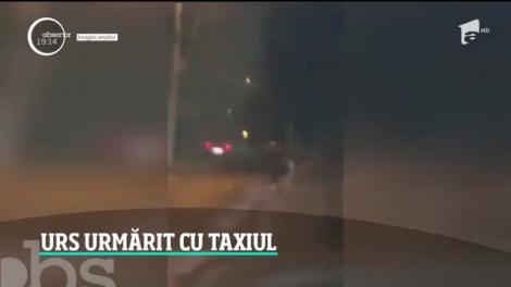 Urs urmărit cu taxiul, pe străzile din Făgăraş. Incidentul a fost filmat în apropierea gării din oraş