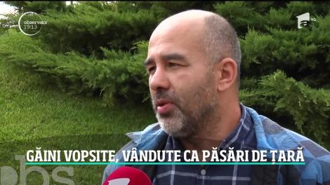 Au vopsit găinile ca să-i păcălească pe clienţi că vând produse de fermă. Ultima escrocherie în materie de pui bio