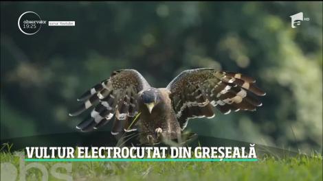 Un vultur care a supravieţuit în zone de război și deșert a murit electrocutat în România. Pasărea era monitorizată din 2017
