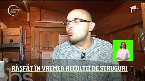 Răsfăț în vremea recoltei de struguri la a 19-a ediţie a festivalului Simfonii de Toamnă, de la Târgu Mureş