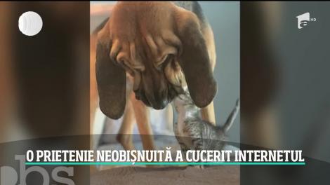 Prietenie neobișnuită. Un câine uriaș consolează un pui de pisică
