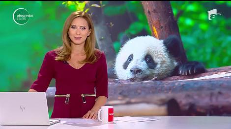 Cum sunt antrenați urşii panda gigant pentru sălbăticie