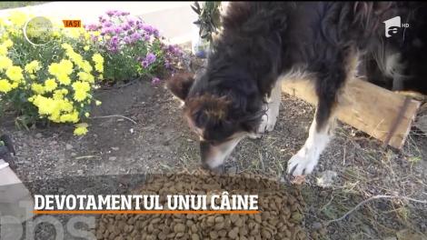 Un câine al nimănui stă zi şi noapte în locul în care şi-a pierdut viaţa un student la Medicină Veterinară din judeţul Iaşi