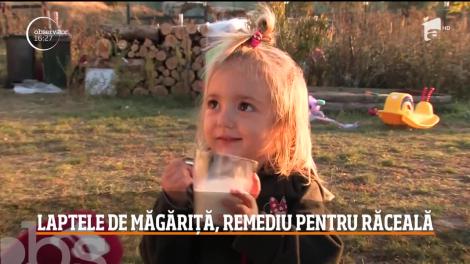 Laptele de măgăriţă, remediu natural împotriva virozelor