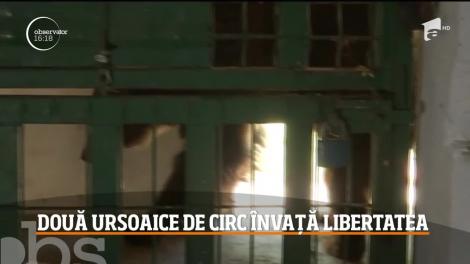 După o viaţă trăită în cuşti de 3 metri pătraţi, cele două ursoaice de circ aduse în Rezervaţia de la Zărneşti învaţă ce înseamnă viaţa în libertate!