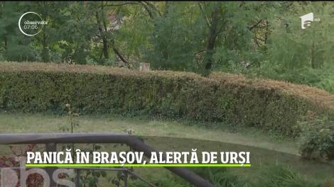 Este alertă în Braşov după ce, de câteva zile, un cartier din oraş primeşte vizitele a doi pui de urs care dau târcoale pe lângă casele oamenilor