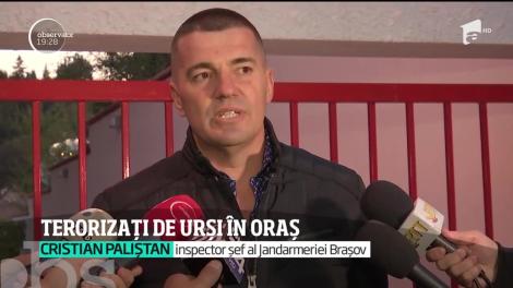 Urşii au coborât în centrul oraşului Braşov!