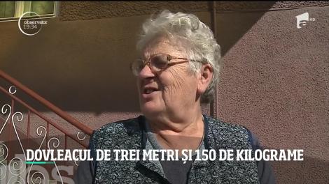 Toamna este anotimpul dovlecilor: Bostan de trei metri și 150 de kilograme în Mureş