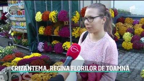 Crizantema, regina florilor de toamnă! Horticultorii români îşi vând florile pe bandă rulantă