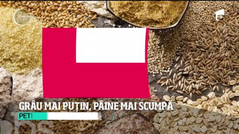 Agricutorii anunță scumpirea pâinii! Seceta a afectat culturile de grâu. Producţia e mai puţină şi de o calitate mai slabă