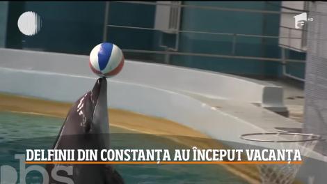 Delfinii din Constanța au început vacanța