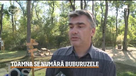O localitate din Arad a fost invadată de buburuze. Localnicii sunt disperaţi pentru că nu mai ştiu cum să se apere de insecte