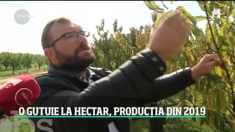 Fructele copilăriei dispar de pe mesele românilor. Înghețul din primăvară a distrus livezi întregi