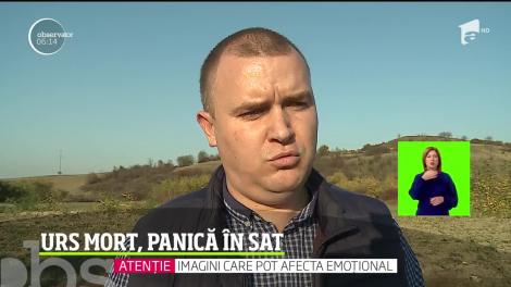 Locuitorii unui sat din Mureş s-au speriat când au descoperit, într-un şanţ, cadavrul unui urs