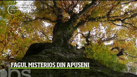 Fagul misterios, mândria locuitorilor din Muncelu, un sat din Baia de Arieş