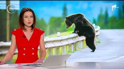 Un urs a semănat teroare. O mamă însărcinată şi copiii ei au fost atacaţi de animalul sălbatic