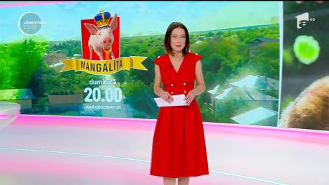 Noi situaţii tragi-comice în Mangaliţa