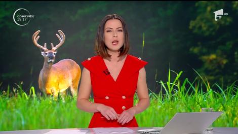 Cerbul împușcat de braconieri a murit așteptând ajutor de la oamenii din Câmpulung Moldovenesc