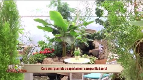 Neatza cu Răzvan și Dani. Care sunt plantele de apartament care purifică aerul