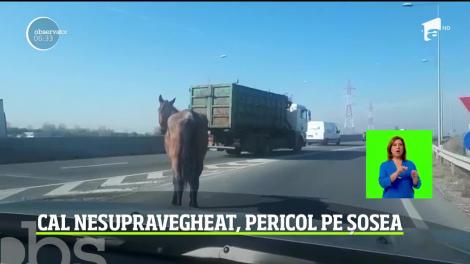 Un cal nesupravegheat şi-a făcut apariţia pe unul dintre drumurile intens circulate din Braşov
