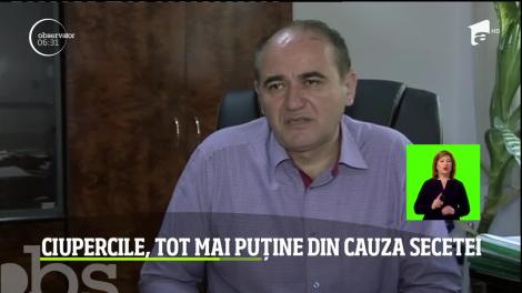 Ciupercile, tot mai puține din cauza secetei