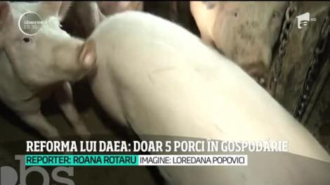 Ministrul Agriculturii stârnește revoltă printre românii de la sate! Ce trebuie să facă cei care vor să crească porci: ”Să-și ia autorizație și să plătească taxe!”