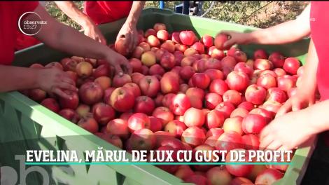 Evelina, mărul de lux cu gust de profit