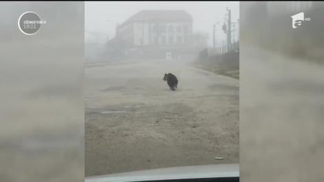 Un urs uriaş a băgat spaima în locuitorii din Mediaş. Animalul săbatic a fost surprins " la plimbare" pe străzile din centrul oraşului