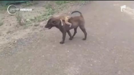 Scene emoţionante filmate în India! Un căţel a salvat viaţa unui pui de maimuţă