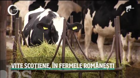 Vite scoțiene, în fermele românești