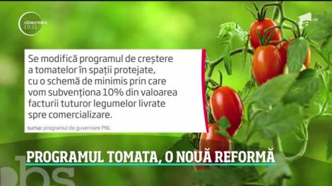 Emoţii pentru fermierii care cultivă roșii. Noul Guvern vrea să modifice programul Tomata