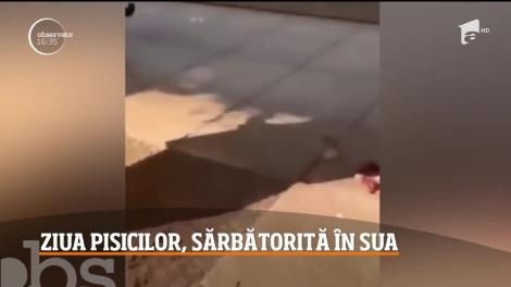 Cum sărbătoresc americanii Ziua Naţională a Pisicilor