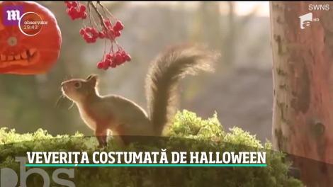 Veverița costumată de Halloween