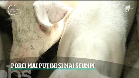 Porci mai puțini și mai scumpi. În satele afectate de pestă, localnicii se tem să mai vândă la necunoscuţi