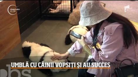 Câini vopsiţi în urşi Panda, atracțiile unei cafenele din China