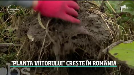 O legumă adusă din America de Sud, alternativă la nelipsiţii cartofi. Cum se găteşte yaconul şi ce proprietăţi are