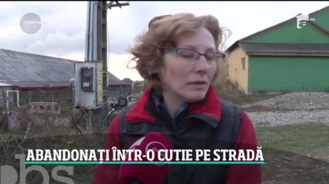 Aruncați la marginea drumului, ca niște gunoaie! O cățelușă și puii ei își caută stăpâni iubitori. Autoritățile îl caută pe cel care i-a abandonat