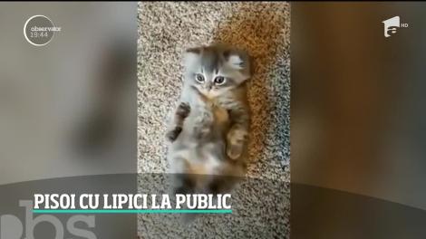 Un motan adorabil impresionează lumea întreagă. Are mişcări de iepuraş şi dimensiuni cu totul speciale