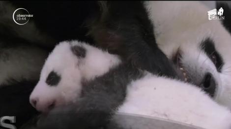 Reîntâlnire emoţionantă pentru doi pui de panda, gemeni identici. Povestea lor