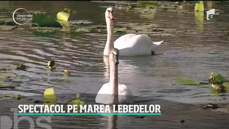 Marea, imagine de poveste şi în sezonul rece. Pe apă sau pe plajă, sute de lebede fac spectacol