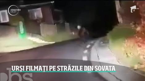O ursoaică şi puiul ei au fost alungaţi din oraşul Sovata de un şofer