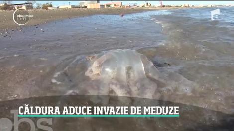 Invazie de meduze albastre uriaşe pe plajele din Mamaia
