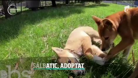 Surpriză uriaşă pentru o familie care a crezut că adoptă un pui de câine
