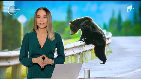 Urşii au devenit o ameninţare nu doar în oraşe şi staţiuni, ci şi pe autostrăzi şi pe calea ferată!