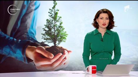 Pădurile României trebuie salvate! Peste o mie de elevi din Braşov au plantat câte un brăduţ într-un ghiveci