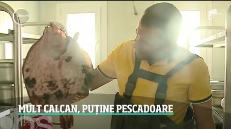 România va pescui mai mult calcan, dar numai pe hârtie! Cel mai scump peşte din marea noastră ajunge de fapt pe mesele bulgarilor