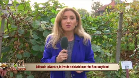 Neatza cu Răzvan și Dani. Kiwi românesc, recolta toamnă: Acest fruct contine o cantitate dublă de vitamina C