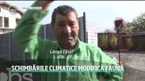 Tot mai mulți șacali în România. În Delta Dunării, specia originară din Asia, a decimat populaţiile de căprioare, fazani şi mistreţi