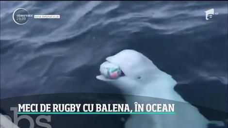 Imposibilul s-a întâmplat! O balenă albă a fost filmată în timp ce joacă rugby, în ocean