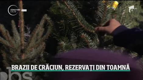 Mulţi români şi-au rezervat deja brazii de Crăciun. România a intrat în spiritul sărbătorilor de iarnă